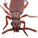 Dacoderus striaticeps - photo 4
