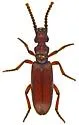Dacoderus striaticeps - photo 5