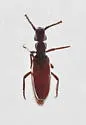Dacoderus werneri