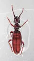 Dacoderus werneri - photo 2