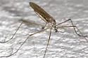Dactylolabis cubitalis - photo 4