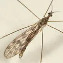 Dactylolabis hudsonica