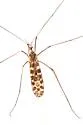 Dactylolabis postiana