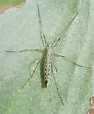Dactylolabis vestigipennis