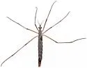 Dactylolabis vestigipennis - photo 2