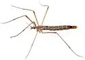 Dactylolabis vestigipennis - photo 3