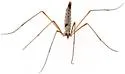Dactylolabis vestigipennis - photo 4