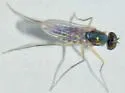 Dactylomyia lateralis