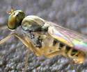 Dactylomyia lateralis - photo 2