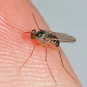 Dactylomyia lateralis - photo 3