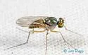 Dactylomyia lateralis - photo 4