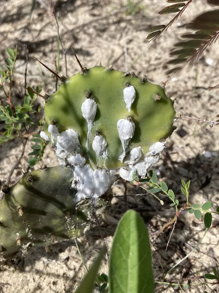 Cochineal Insects - photo 2