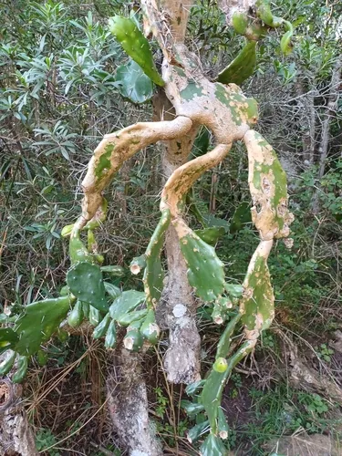 Indian Cochineal
