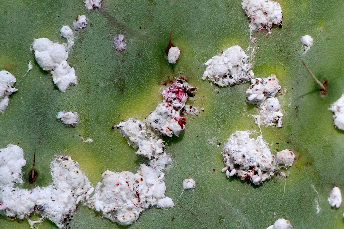 Cochineal Bug