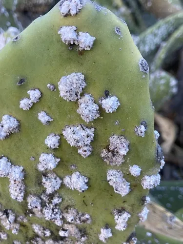 Cactus Scattered Cochineal