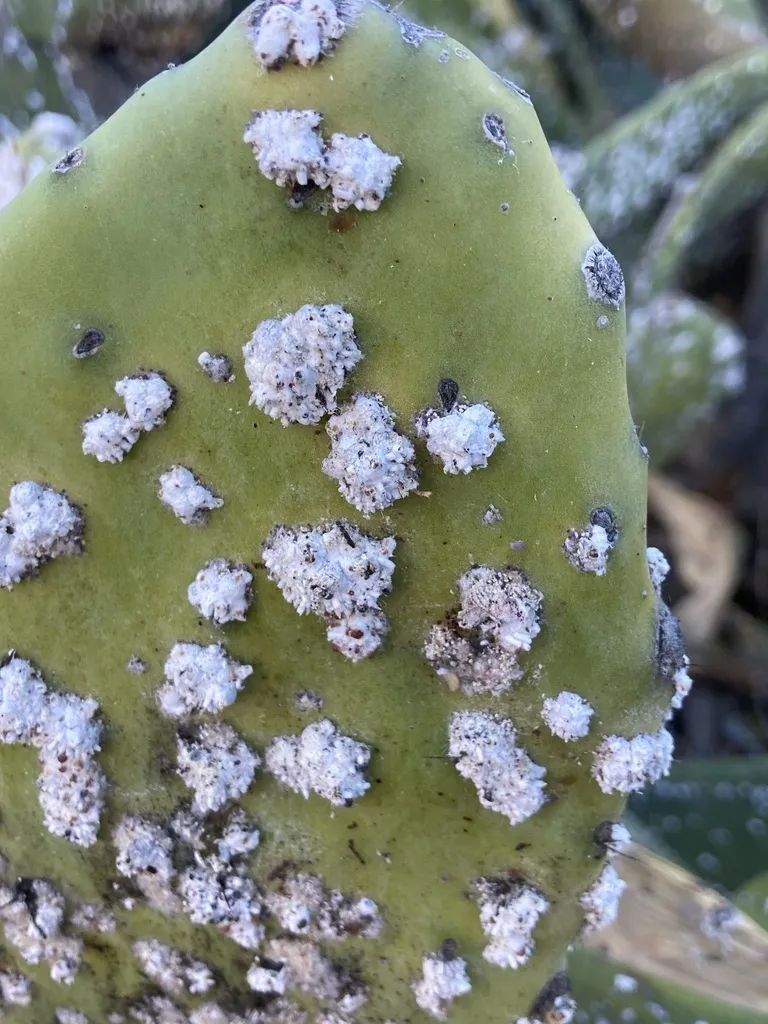 Cactus Scattered Cochineal - photo 2