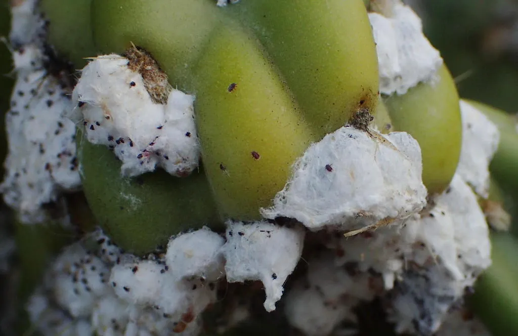 Tree Cholla Cochineal - photo 2