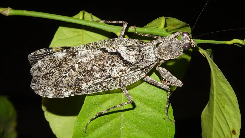Dactylopterygidae - photo 2