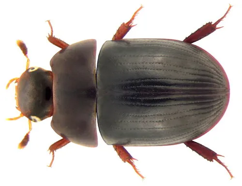 Dactylosternum abdominale
