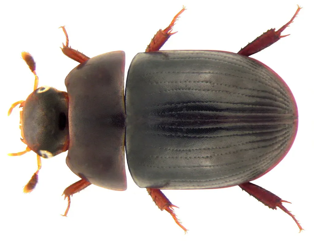 Dactylosternum abdominale - photo 2