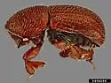 Dactylotrypes longicollis - photo 2