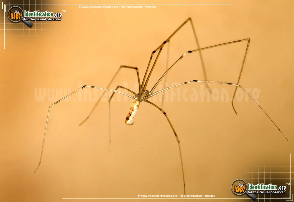 Cellar Spider