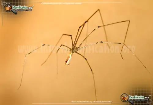 Cellar Spider - photo 2