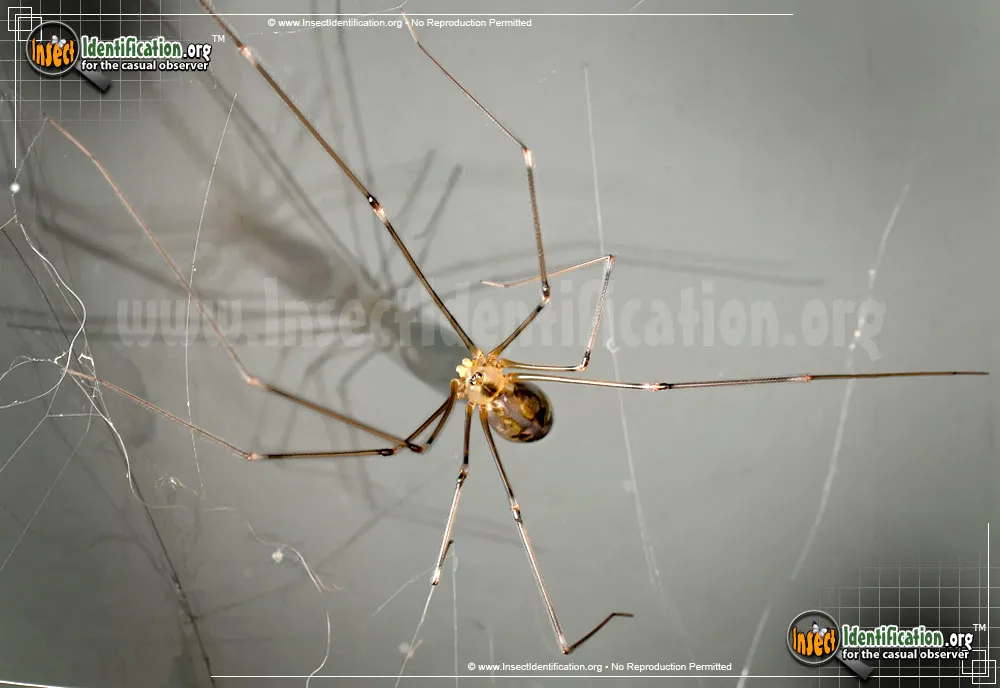 Cellar Spider - photo 3