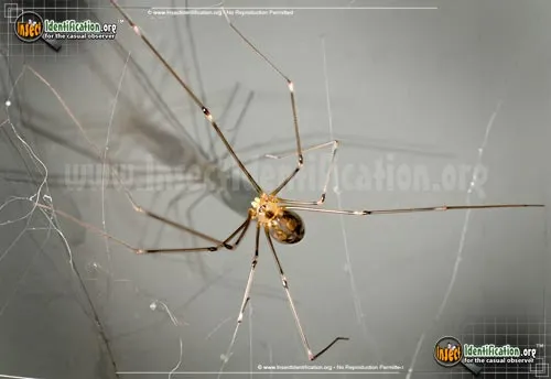Cellar Spider - photo 4