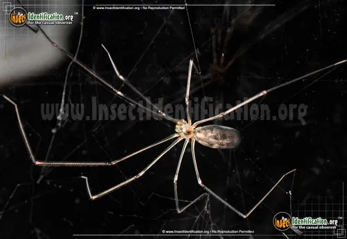 Cellar Spider - photo 6