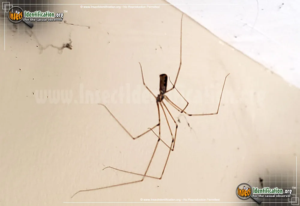 Cellar Spider - photo 7