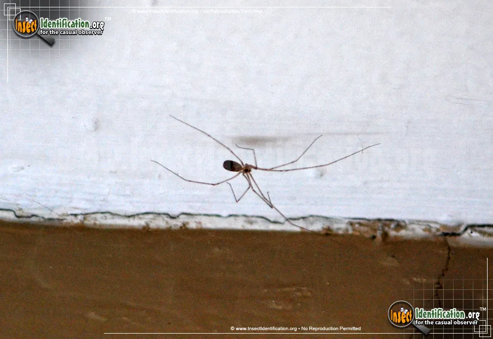 Cellar Spider - photo 8