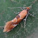 Beautiful Epicallima Moth - Hodges#1048 - photo 2