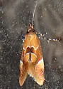 Beautiful Epicallima Moth - Hodges#1048 - photo 3
