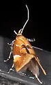 Beautiful Epicallima Moth - Hodges#1048 - photo 4