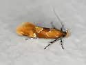 Beautiful Epicallima Moth - Hodges#1048 - photo 5