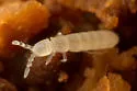 Dagamaea tenuis