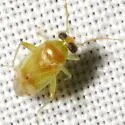 Dagbertus fasciatus