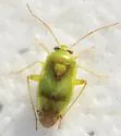 Dagbertus fasciatus - photo 4