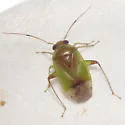 Dagbertus olivaceus