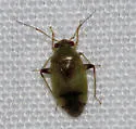 Dagbertus olivaceus - photo 2