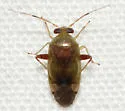 Dagbertus olivaceus - photo 3