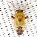 Dagbertus olivaceus - photo 4
