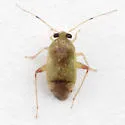 Dagbertus olivaceus - photo 5