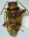 Dagbertus semipictus