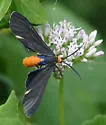 Black-winged Dahana - Hodges#8266