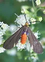 Black-winged Dahana - Hodges#8266 - photo 2