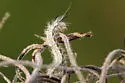Black-winged Dahana - Hodges#8266 - photo 4