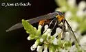 Black-winged Dahana - Hodges#8266 - photo 5