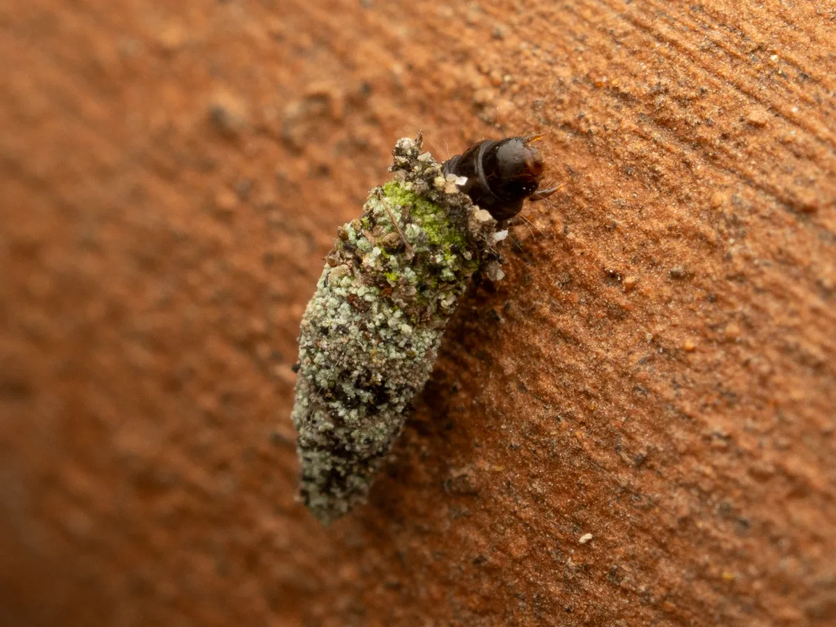 Narrow Lichen Case-bearer - photo 3